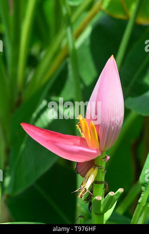 Musa ornata (blühende Banane) Banane Bua Luang Stockfoto