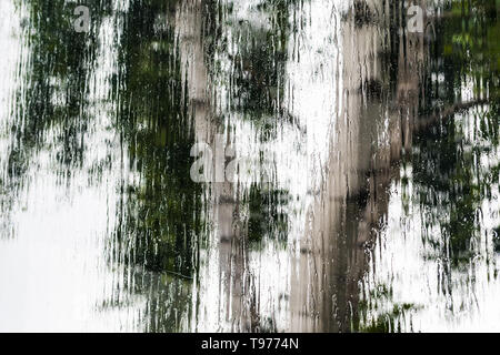 Strömenden Regen über die Fenster während eines Sturms; verschwommen Baum im Hintergrund sichtbar; abstrakt Hintergrund Stockfoto