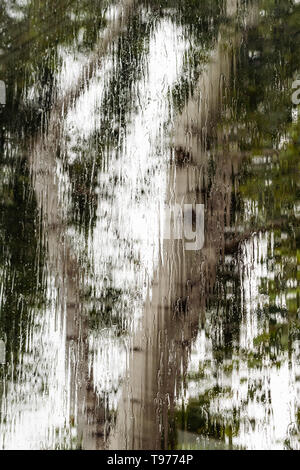Strömenden Regen über die Fenster während eines Sturms; verschwommen Baum im Hintergrund sichtbar; abstrakt Hintergrund Stockfoto