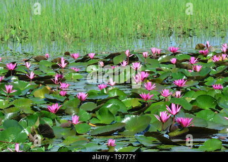 Diese spektakuläre Ort ist die Heimat von Millionen von Lotus Blumen und passenderweise den Roten Lotus Meer oder Talay Bua Daeng Stockfoto