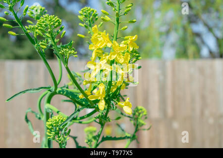 Kale zweijährige Pflanze Verschraubung (d. h. gehen zu Saatgut) im Frühjahr. Bild zeigt eine Biene Bestäuben der gelben kale Blumen in einem Garten. Stockfoto