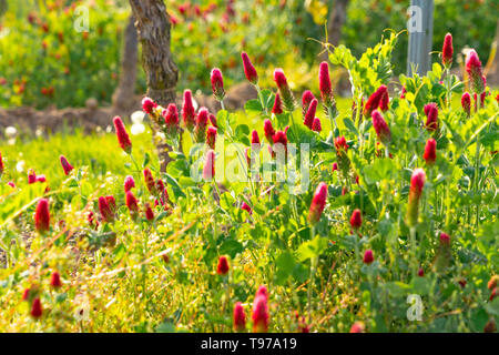 Purpurroter Klee (Trifolium Incarnatum) Blüte zwischen Reben biologischen Weinbau in Rheinhessen, Rheinland - Pfalz im Frühjahr Stockfoto