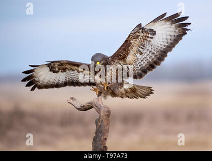 Mäusebussard, Nationalpark Hortobágy, Ungarn Stockfoto