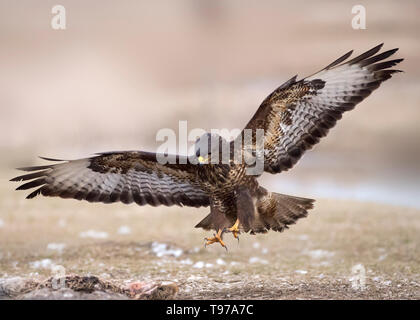 Mäusebussard, Nationalpark Hortobágy, Ungarn Stockfoto