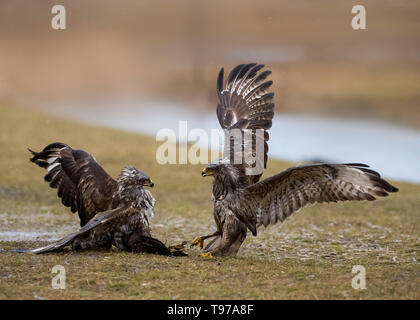 Mäusebussard, Nationalpark Hortobágy, Ungarn Stockfoto