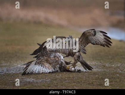 Mäusebussard, Nationalpark Hortobágy, Ungarn Stockfoto