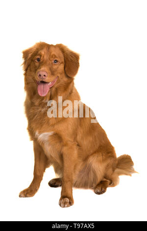 Sitzung Nova Scotia Duck Tolling Retriever an der Kamera auf einem weißen Hintergrund suchen Stockfoto