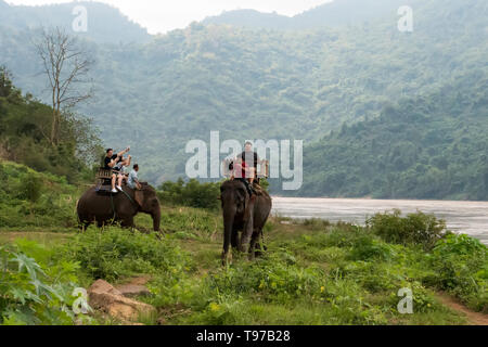 Touristische Gruppe Fahrten durch den Dschungel auf dem Rücken von Elefanten. Laos. Luang Prabang. - 15. Januar 2019 Stockfoto