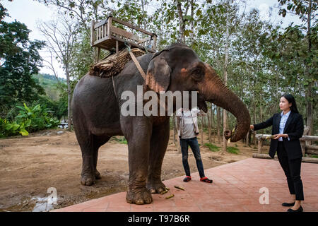 Laos. Luang Prabang - 15. Januar 2019: Besucher der Fütterung der Elefanten. Chinesische Touristen Frau geben dem elefantenrüssel die Banane. Stockfoto