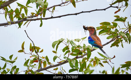 Lilac breasted Roller auf einem Zweig mit einem großen Insekt im Schnabel gehockt Stockfoto