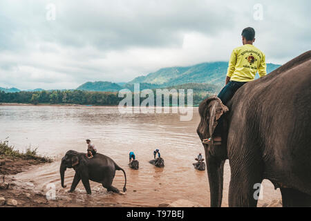 Laos. Luang Prabang - 15 Januar 2019: Der Mann, der auf einem Elefanten im Fluss Mekong das Säugetier zu waschen. Stockfoto