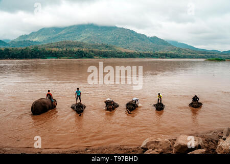 Laos. Luang Prabang - 15 Januar 2019: Eine junge mahout ist Baden Elefant in der Mekong River in der Nähe von Pak Ou Höhle, Luang Prabang, Laos. Stockfoto