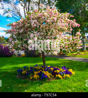 Schönen bunten Baum in der Blüte Stockfoto