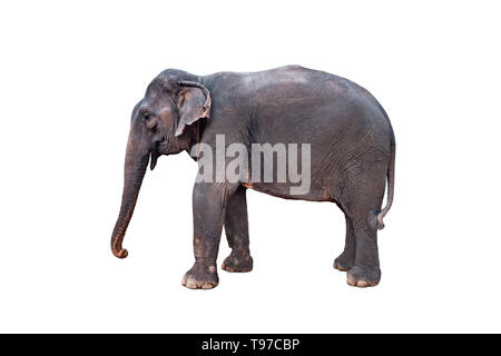 Wandern Elefanten auf weißem Hintergrund. Ständigen Elefant in voller Länge. Weibliche asiatische grauen Elefanten. Stockfoto