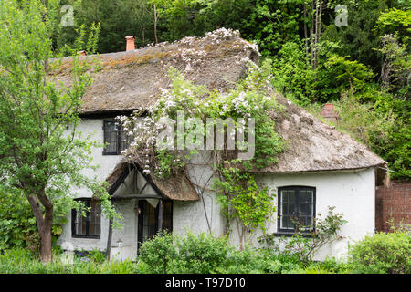 Hübsches Reetdachhaus mit blühenden Clematis in Pangbourne in Berkshire, Großbritannien, im Mai Stockfoto