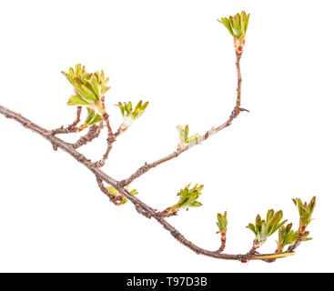 Niederlassungen der Johannisbeere Bush mit Blättern Stockfoto
