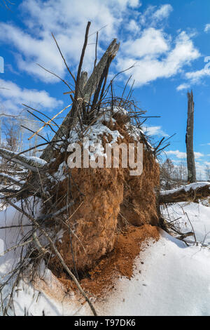 Dirty baum Wurzeln von einem gefallenen Baum an einem sonnigen und schneereichen Winter Tag in der Crex wiesen Naturschutzgebiet ausgesetzt in Nordwisconsin Stockfoto