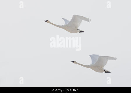 Paar trumpeter Schwäne Fliegen an einem bewölkten Winter über den Minnesota River im Minnesota Valley National Wildlife Refuge Stockfoto