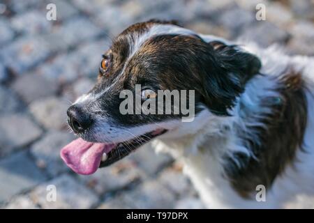 Porträt eines weißen und braunen gemischte Rasse Hund stehend auf Kopfsteinpflaster. Sonniger Frühlingstag in einer Stadt. Stockfoto