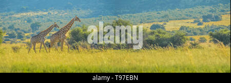 Authentische True South African Safari Erfahrung in buschfeld in einem Naturschutzgebiet Stockfoto