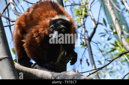 Closeup Portrait von einem netten solo Red-bellied Lemur (Eulemur rubriventer), die in der Gefangenschaft in einem Reservat in Südafrika Stockfoto