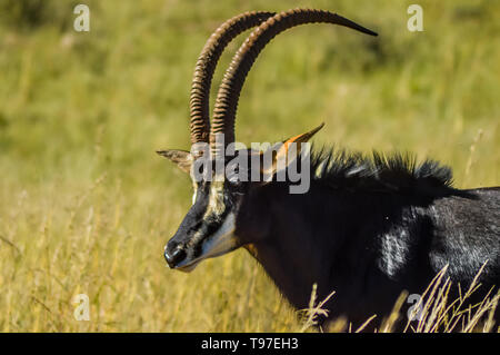 Closeup Portrait einer niedlichen und majestätischen Rappenantilopen in Johannesburg Südafrika naturereserve Stockfoto