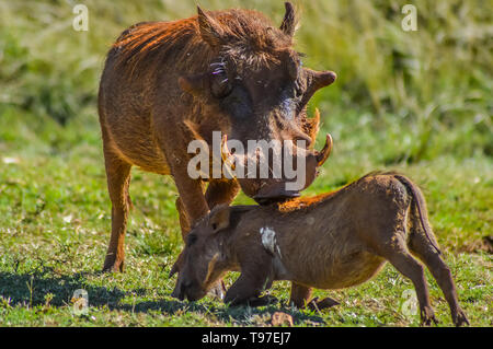Gemeinsame Warzenschwein interagieren und spielen in einem Südafrikanischen Game Reserve Stockfoto