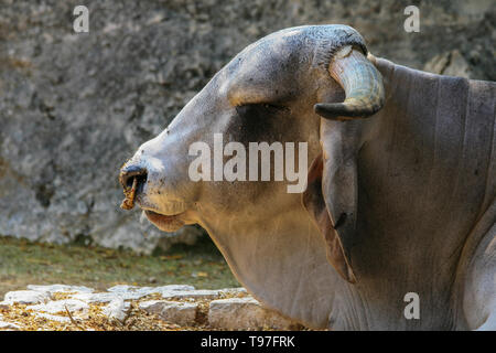 Rainforest Alliance Certified Rinder Stockfoto