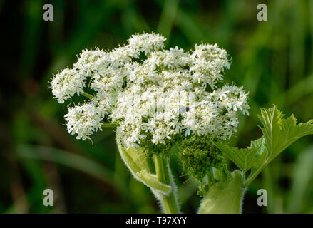 Blaue flasche Fliegen, auf Frühling Blume der weissen Kuh Pastinake, gegen die natürlichen dunkelgrünen Hintergrund, Morgenlicht. Stockfoto