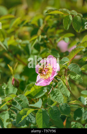 Biene sammelt Nektar und Bestäubung von Wild Rose, Rosa Rosa Nootka nutkana, Blumen, British Columbia, Kanada. Stockfoto