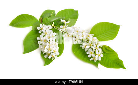 Prunus padus, wie Vogel Kirsche, Hackberry, hagberry oder Mayday Baum bekannt. Blumen. Auf weissem Hintergrund Stockfoto