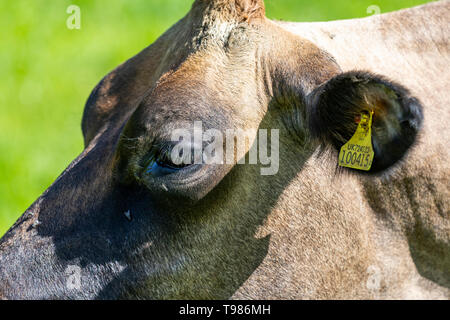 Stammbaum Jersey Milchkuhbestand bei Brooke's Wye Valley Molkerei im Wye Valley, Wales. Milch ist für Käse und Speiseeis verwendet. Stockfoto