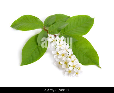 Prunus padus, wie Vogel Kirsche, Hackberry, hagberry oder Mayday Baum bekannt. Blumen. Auf weissem Hintergrund Stockfoto