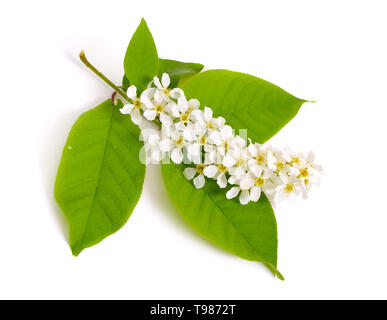 Prunus padus, wie Vogel Kirsche, Hackberry, hagberry oder Mayday Baum bekannt. Blumen. Auf weissem Hintergrund Stockfoto