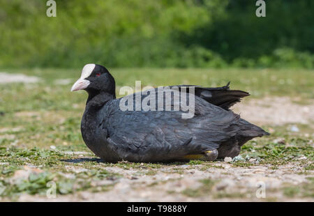 Seitenansicht eines Erwachsenen eurasischen Blässhuhn (Fulica atra) auf dem Boden sitzend im Frühjahr in West Sussex, England, UK. Stockfoto