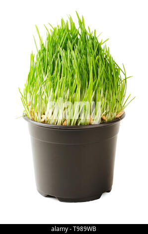Cat Green Grass auf weißem Hintergrund Stockfoto