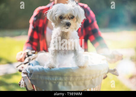 Weiß malteser Hund in Weiß und Blau Warenkorb auf dem Fahrrad. Stockfoto