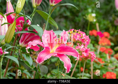 Big Pink wunderschöne Tiger Lily Blume im Garten Stockfoto