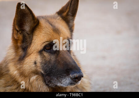 Happy German shepherd auf der Wiese. Porträt der jungen Deutschen Schäferhund im Feld Stockfoto