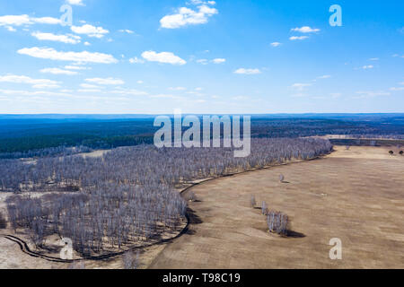 Luftaufnahme von einem Wald mit weißen Birken ohne Blätter, Nadelholz Grün der Bäume in der Ferne und ein Feld für die Anpflanzung von landwirtschaftlichen Pflanzen einer Ihr Stockfoto