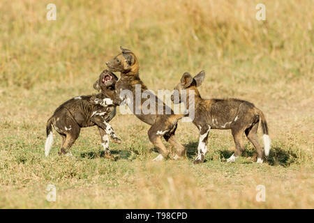 Drei wilden Hund Welpen spielen und Kämpfen außerhalb ihrer Höhle, Querformat, Ol Pejeta Conservancy, Laikipia, Kenia, Afrika Stockfoto