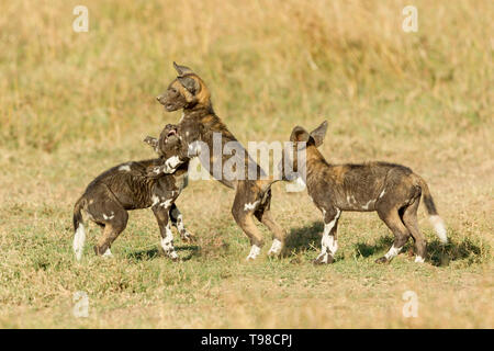 Drei wilden Hund Welpen spielen und Kämpfen außerhalb ihrer Höhle, Querformat, Ol Pejeta Conservancy, Laikipia, Kenia, Afrika Stockfoto