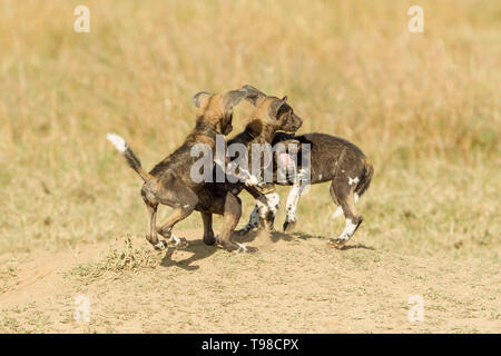 Drei wilden Hund Welpen spielen und Kämpfen außerhalb ihrer Höhle, zwei eine angreifende, Querformat, Ol Pejeta Conservancy, Laikipia, Kenia, Afrika Stockfoto