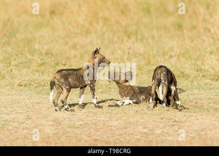 Drei wilden Hund Welpen spielen und zusammen außerhalb ihrer Höhle, Querformat, Ol Pejeta Conservancy, Laikipia, Kenia, Afrika Stockfoto