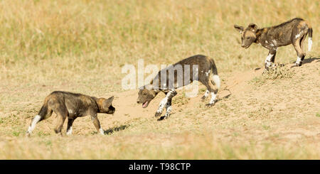 Drei wilden Hund Welpen spielen Stalking außerhalb ihrer Höhle, spielen, kämpfen, weite Landschaft, Format, Ol Pejeta Conservancy, Laikipia, Kenia, Afrika Stockfoto