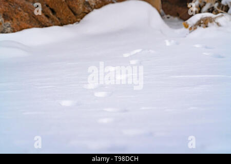Natur Landschaft mit einer Nahaufnahme von Animal tracks auf pulvrigen Schnee im Winter Stockfoto