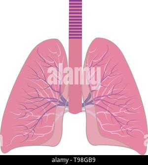 Menschliche Lungen Vector Illustration auf weißem Hintergrund Stock Vektor