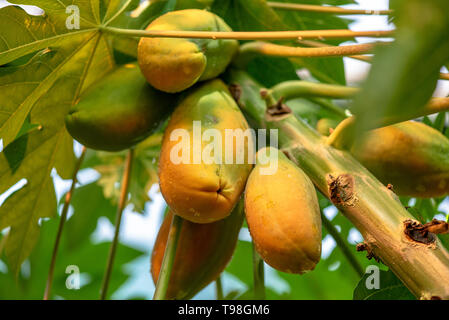 Close-up Papaya Früchte Papaya Baum Stockfoto