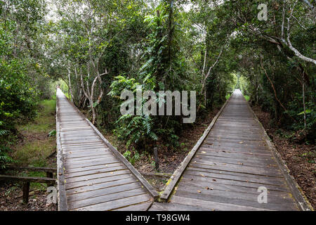 Gespaltene Holz- Trail im Dschungel auf dem Weg nach Camp Leakey, der berühmteste Zuführstation für Orang-utans im Tanjung Puting Nationalpark, Kumai Stockfoto