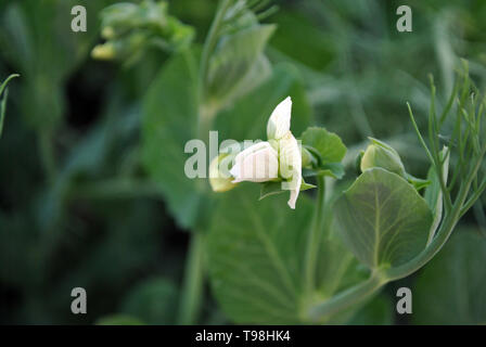 Erbsen Pflanzen weiße Blume, ökologischer Landbau, Nahaufnahme, dunkelgrüne Blätter Hintergrund Stockfoto